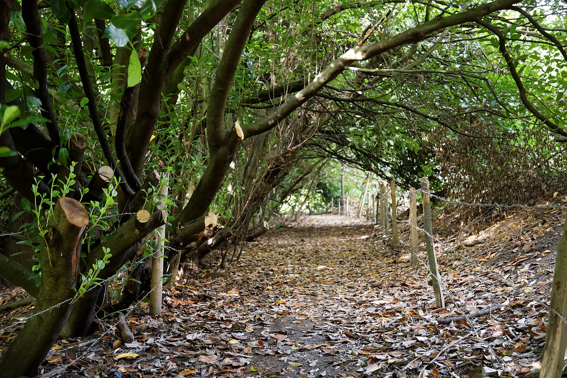 Midhurst and Petworth | Inside West Sussex: Canopied lane of laurels Nuthurst West Sussex England 1